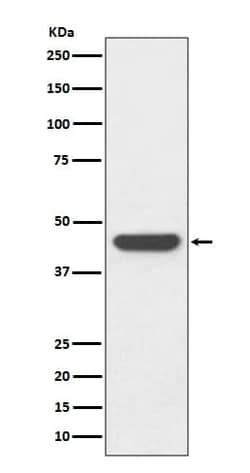 HA Tag Antibody (SR2318), Novus Biologicals:Antibodies:Primary Antibodies