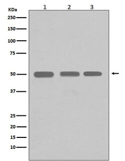beta I Tubulin Antibody (SR1866), Novus Biologicals 50 &mu;g; Unconjugated:Antibodies,