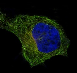 beta I Tubulin Antibody (SR1866), Novus Biologicals 50 &mu;g; Unconjugated:Antibodies,