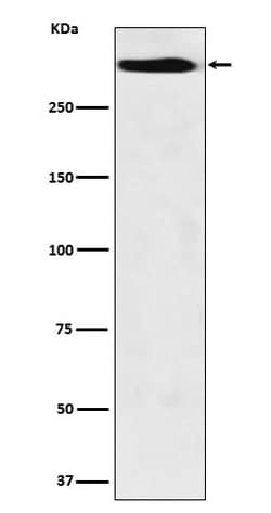 MUC5B Antibody (SR2037), Novus Biologicals 50 &mu;g; Unconjugated:Antikörper
