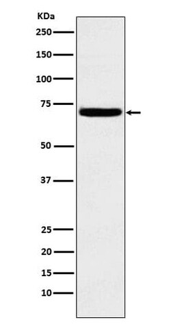 Heparanase/HPSE Antibody (SR2148), Novus Biologicals 50 &mu;g; Unconjugated:Antibodies,
