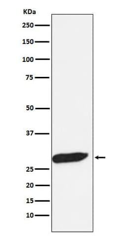 FHL1 Antibody (SR1507), Novus Biologicals:Antibodies:Primary Antibodies