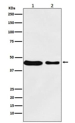 Melanocortin-4 R Antibody (SR1620), Novus Biologicals:Antibodies:Primary