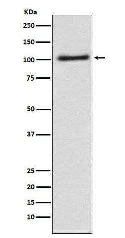 alpha Adaptin Antibody (SR1044), Novus Biologicals 100 &mu;g; Unconjugated:Antibodies,