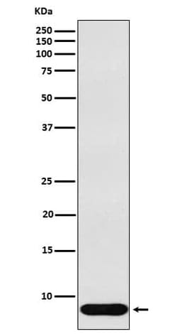 Defensin beta 1 Antibody (SR2223), Novus Biologicals 50 &mu;g; Unconjugated:Antibodies,