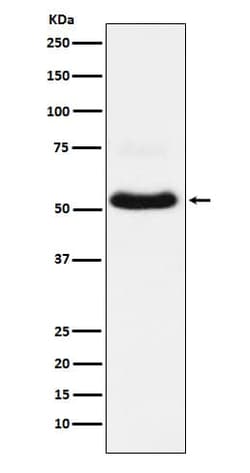 VGLUT1 Antibody (SR2075), Novus Biologicals 50 &mu;g; Unconjugated:Antibodies,