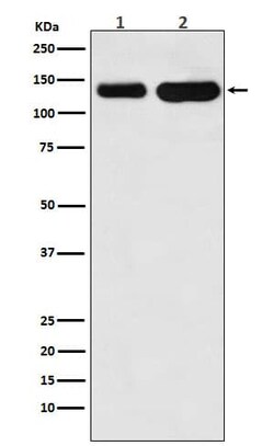Cadherin-6/KCAD Antibody (SR1127), Novus Biologicals:Antibodies:Primary