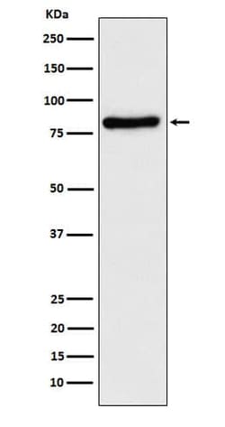 TLE1 Antibody (SR2249), Novus Biologicals 50 &mu;g; Unconjugated:Antibodies,