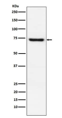 TRF-2 Antibody (SR2115), Novus Biologicals:Antibodies:Primary Antibodies