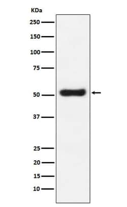 OLFM4 Antibody (SR1959), Novus Biologicals:Antibodies:Primary Antibodies