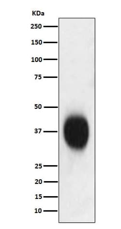 CD53 Antibody (SR1376), Novus Biologicals 50 &mu;g; Unconjugated:Antibodies,