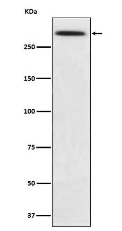 Spectrin alpha 1 Antibody (SR1450), Novus Biologicals 50 &mu;g; Unconjugated:Antibodies,