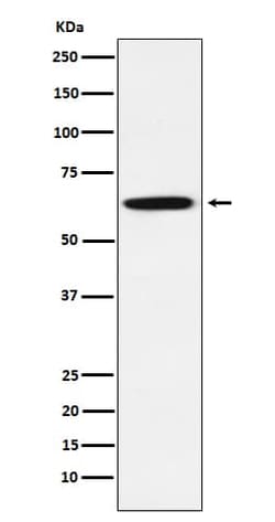 GRB7 Antibody (SR2057), Novus Biologicals 50 &mu;g; Unconjugated:Antibodies,