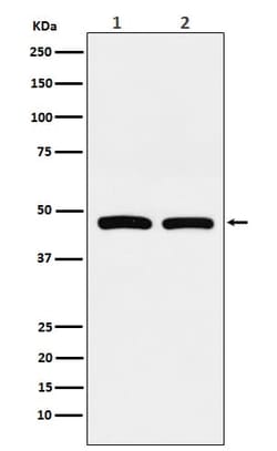 FDFT1 Antibody (SR1832), Novus Biologicals 50 &mu;g; Unconjugated:Antibodies,