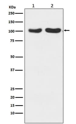 GluR2/3 Antibody (SR2311), Novus Biologicals 100 &mu;g; Unconjugated:Antibodies,