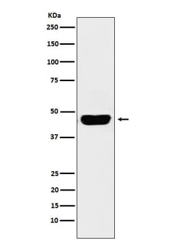 OX40/TNFRSF4 Antibody (SR1764), Novus Biologicals 100 &mu;g; Unconjugated:Antibodies,