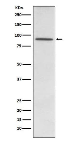 Phosphodiesterase 4D Antibody (SR2287), Novus Biologicals 50 &mu;g; Unconjugated:Antibodies,