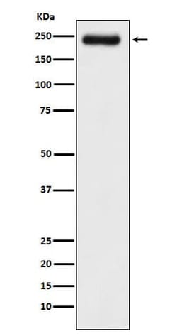 Laminin gamma 1 Antibody (SR1311), Novus Biologicals:Antibodies:Primary