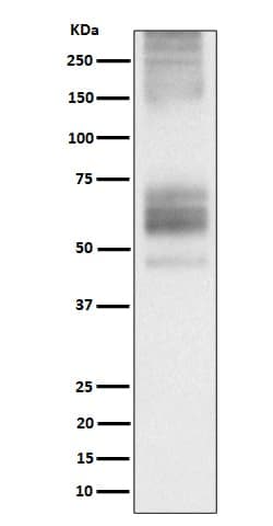Somatostatin R1/SSTR1 Antibody (SR2064), Novus Biologicals 50 &mu;g; Unconjugated:Antibodies,