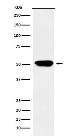 Cytochrome P450 4A Antibody (SR1876), Novus Biologicals 50 &mu;g | Buy Online | Novus Biologicals | Fisher Scientific