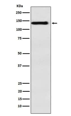 Integrin alpha 9 Antibody (SR1155), Novus Biologicals 50 &mu;g; Unconjugated:Antibodies,