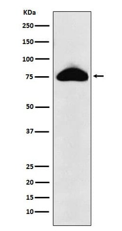 CEACAM8/CD66b Antibody (SR2195), Novus Biologicals:Antibodies:Primary Antibodies