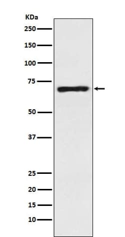 GAT-1/SLC6A1 Antibody (SR2118), Novus Biologicals:Antibodies:Primary Antibodies