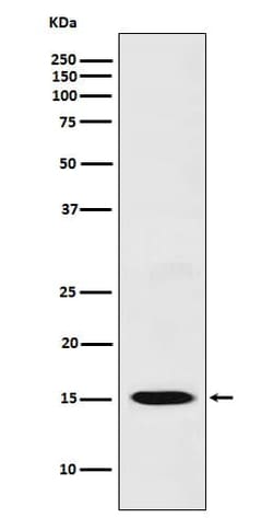 CXCL11/I-TAC Antibody (SR1209), Novus Biologicals:Antibodies:Primary Antibodies