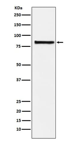 eIF2B epsilon Antibody (SR2229), Novus Biologicals 50 &mu;g, Unconjugated:Antibodies,