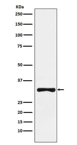 RYBP/DEDAF Antibody (SR1538), Novus Biologicals:Antibodies:Primary Antibodies