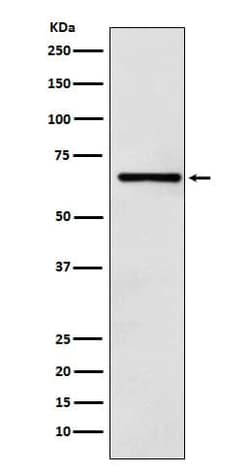 RCOR1/CoREST Antibody (SR2107), Novus Biologicals:Antibodies:Primary Antibodies