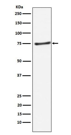 PIAS1 Antibody (SR2207), Novus Biologicals 50 &mu;g; Unconjugated:Antibodies,