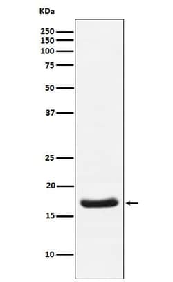 Troponin C (cardiac) Antibody (SR1283), Novus Biologicals:Antibodies:Primary