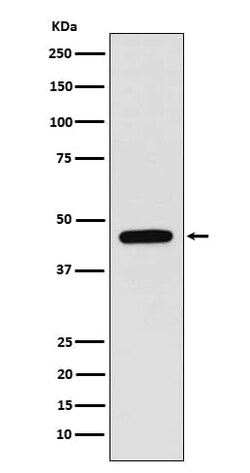 WIPI1 Antibody (SR1849), Novus Biologicals 50 &mu;g; Unconjugated:Antibodies,