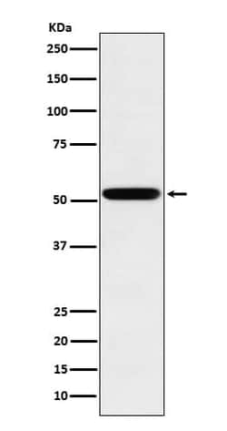 IgG2 Antibody (SR1938), Novus Biologicals 50 &mu;g; Unconjugated:Antibodies,