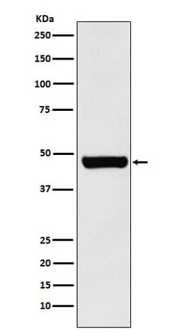 Hsp70 interacting protein HIP Antibody (SR1817), Novus Biologicals 50 &mu;g;