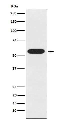 UAP1 Antibody (SR2041), Novus Biologicals:Antibodies:Primary Antibodies