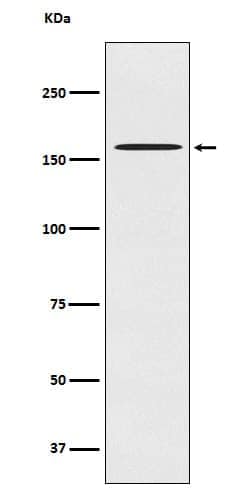 CLASP1 Antibody (SR1237), Novus Biologicals 50 &mu;g; Unconjugated:Antibodies,