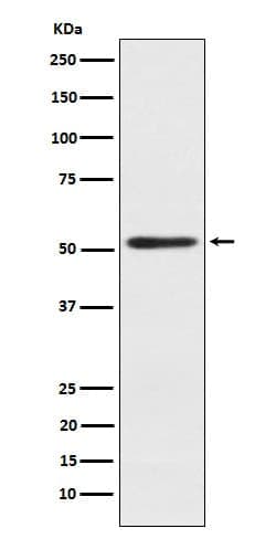 SRP54 Antibody (SR1965), Novus Biologicals:Antibodies:Primary Antibodies
