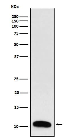 TFF3 Antibody (SR1054), Novus Biologicals 50 &mu;g; Unconjugated:Antibodies,