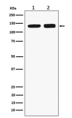 RNF40 Antibody (SR1131), Novus Biologicals 50 &mu;g; Unconjugated:Antibodies,