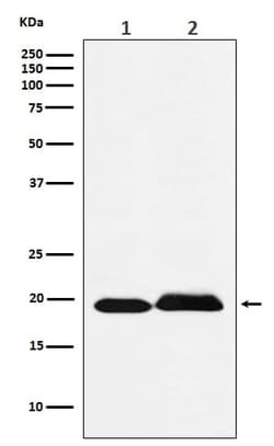 SFRS3 Antibody (SR1309), Novus Biologicals 100 &mu;g; Unconjugated:Antibodies,