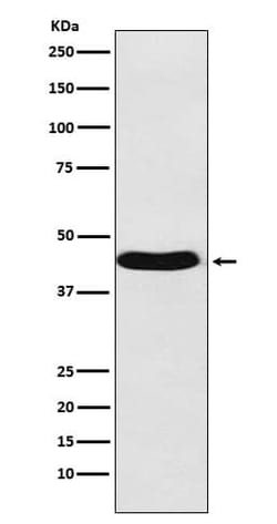 BMP-6 Antibody (SR1703), Novus Biologicals 100 &mu;g; Unconjugated:Antibodies,