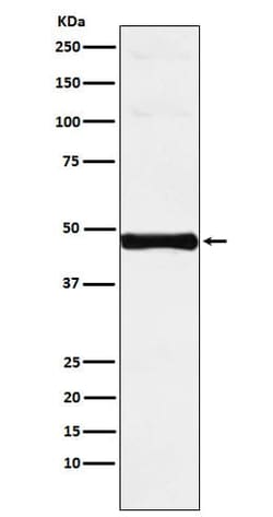 IRF9 Antibody (SR1836), Novus Biologicals:Antibodies:Primary Antibodies