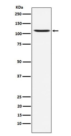 Glutamate Receptor 4 Antibody (SR1025), Novus Biologicals 100 &mu;g; Unconjugated:Antibodies,