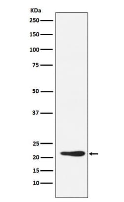 GDF-3 Antibody (SR1219), Novus Biologicals 100 &mu;g; Unconjugated:Antibodies,