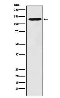 Pyruvate Carboxylase Antibody (SR1128), Novus Biologicals 50 &mu;g; Unconjugated:Antibodies,
