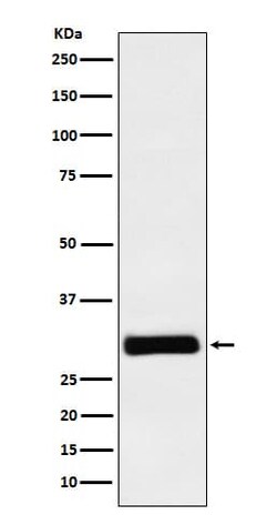 HHEX Antibody (SR1508), Novus Biologicals:Antibodies:Primary Antibodies