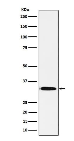 Syntaxin 1B Antibody (SR1555), Novus Biologicals 50 &mu;g; Unconjugated:Antibodies,