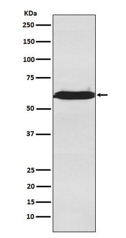 U2AF2 Antibody (SR1970), Novus Biologicals 100 &mu;g; Unconjugated:Antibodies,